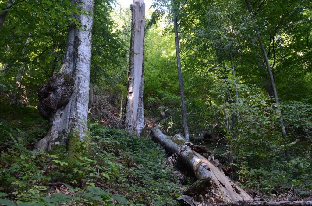 Vieilles forets CEN Occitanie