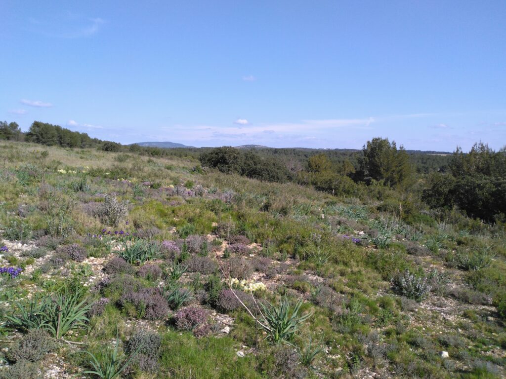 Appel à candidatures - Activité pastorale Conservatoire d'espaces naturels d'Occitanie