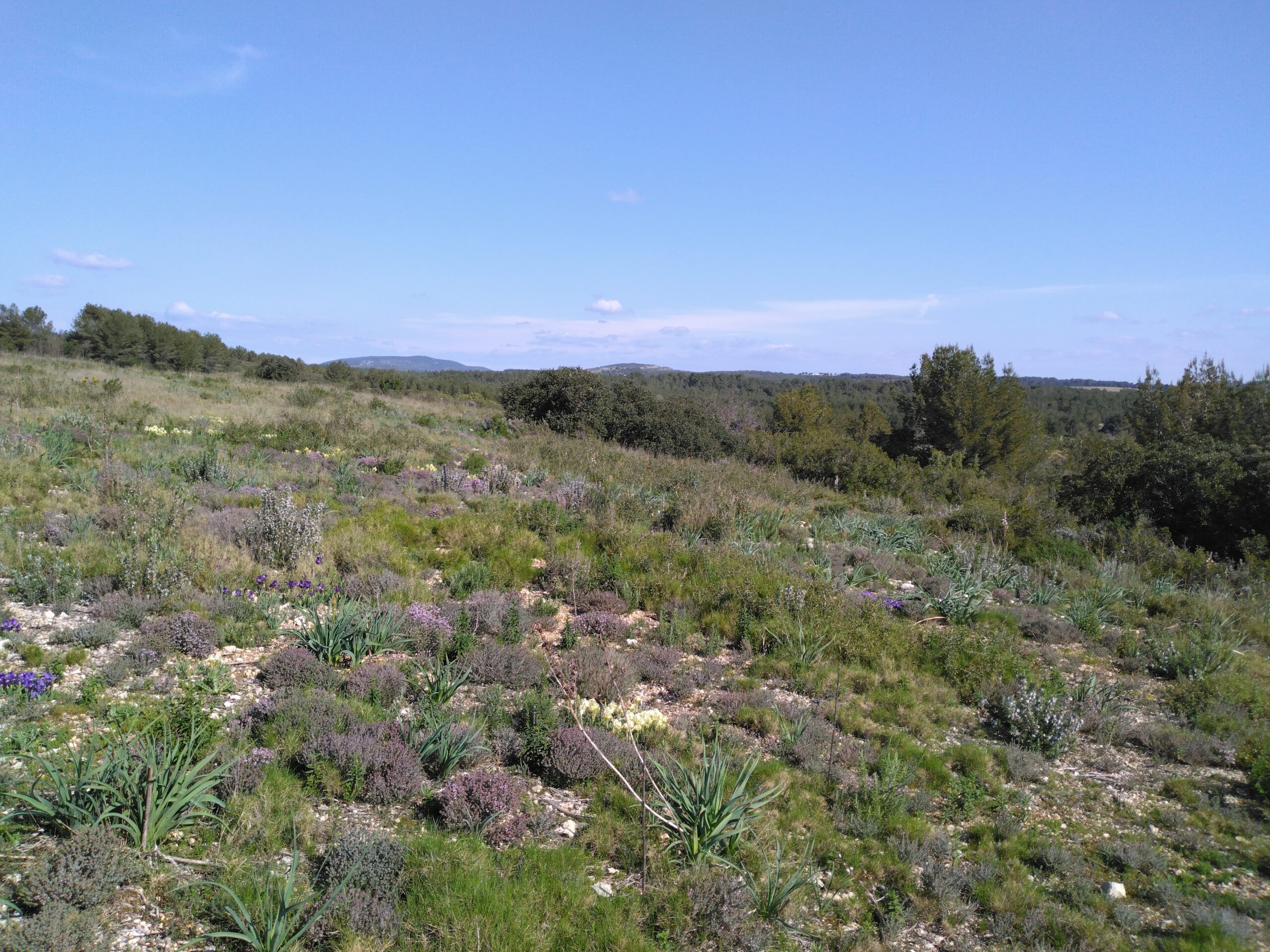 Appel à candidatures - Activité pastorale Conservatoire d'espaces naturels d'Occitanie