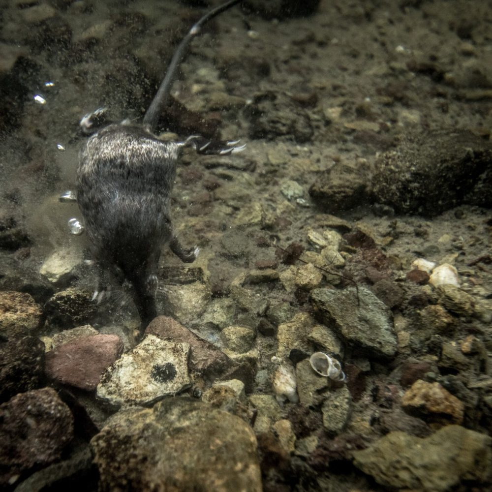 Les Espèces protégées Occitanie par le CEN