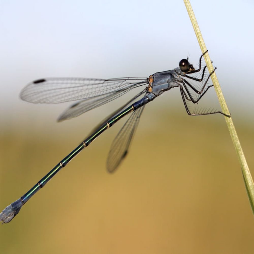 Protection des Odonates Leste à grands ptérostigmas