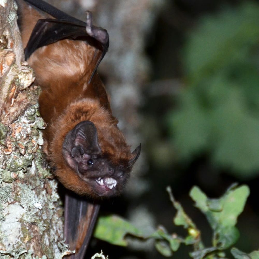 Protection des Chiroptères